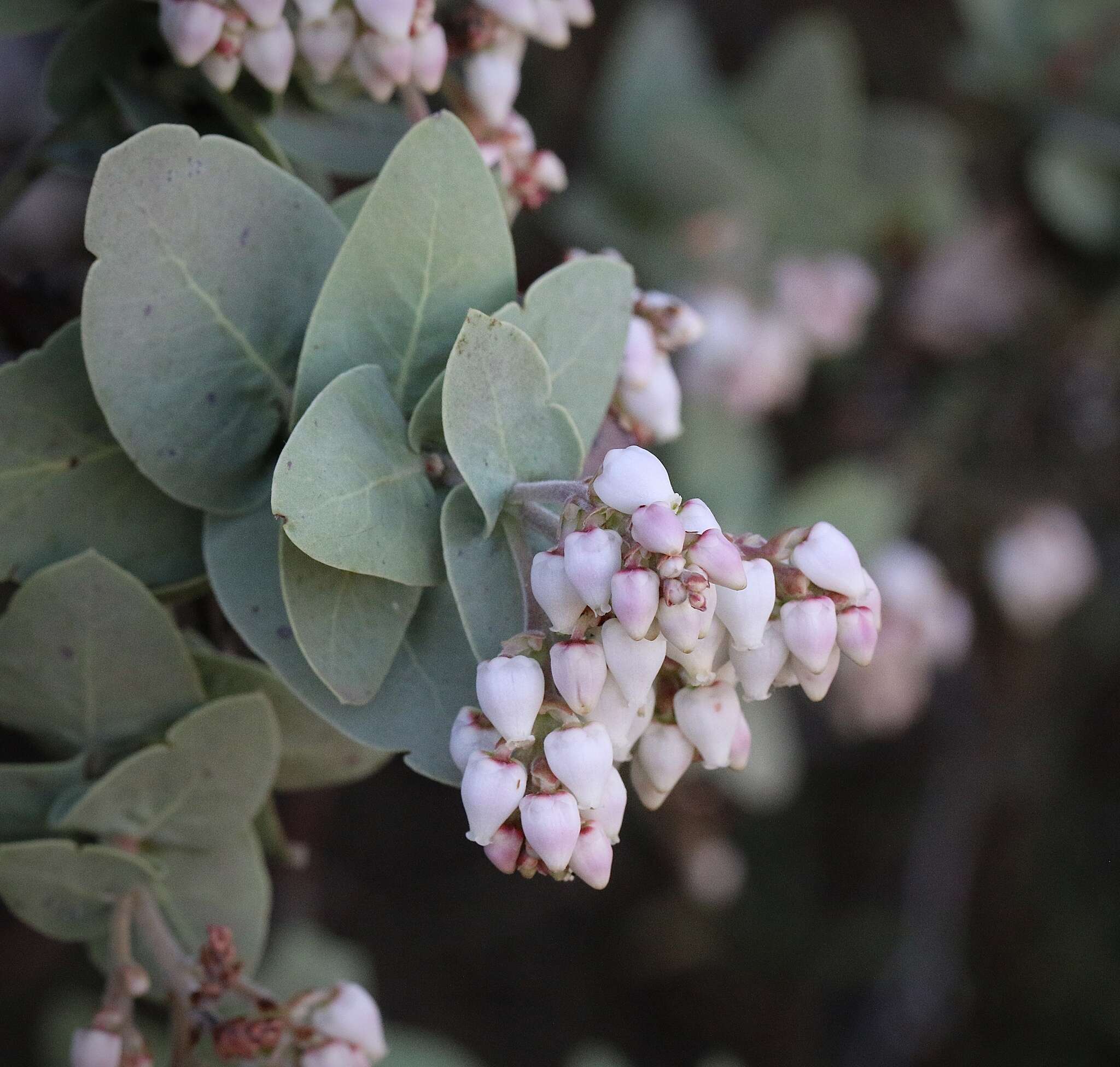 Image of Gabilan Mountains manzanita