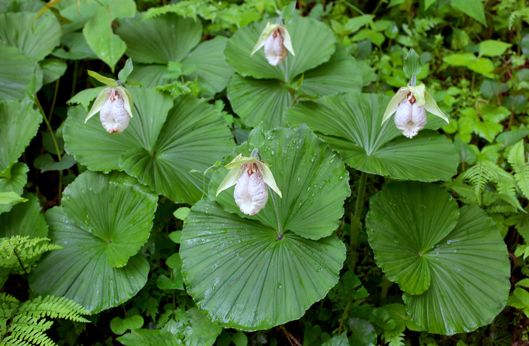 Image of Korean ladyslipper