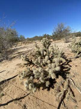 Image of Cylindropuntia sanfelipensis (Rebman) Rebman