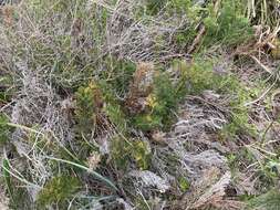 صورة Banksia bipinnatifida subsp. multifida (A. S. George) A. R. Mast & K. R. Thiele