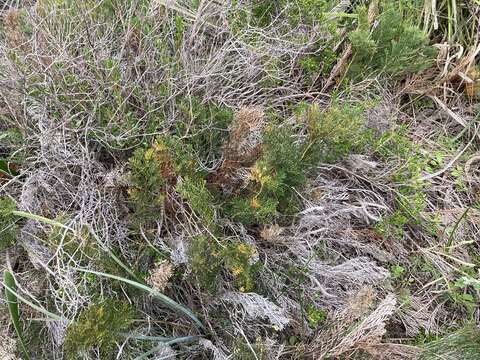 Imagem de Banksia bipinnatifida subsp. multifida (A. S. George) A. R. Mast & K. R. Thiele