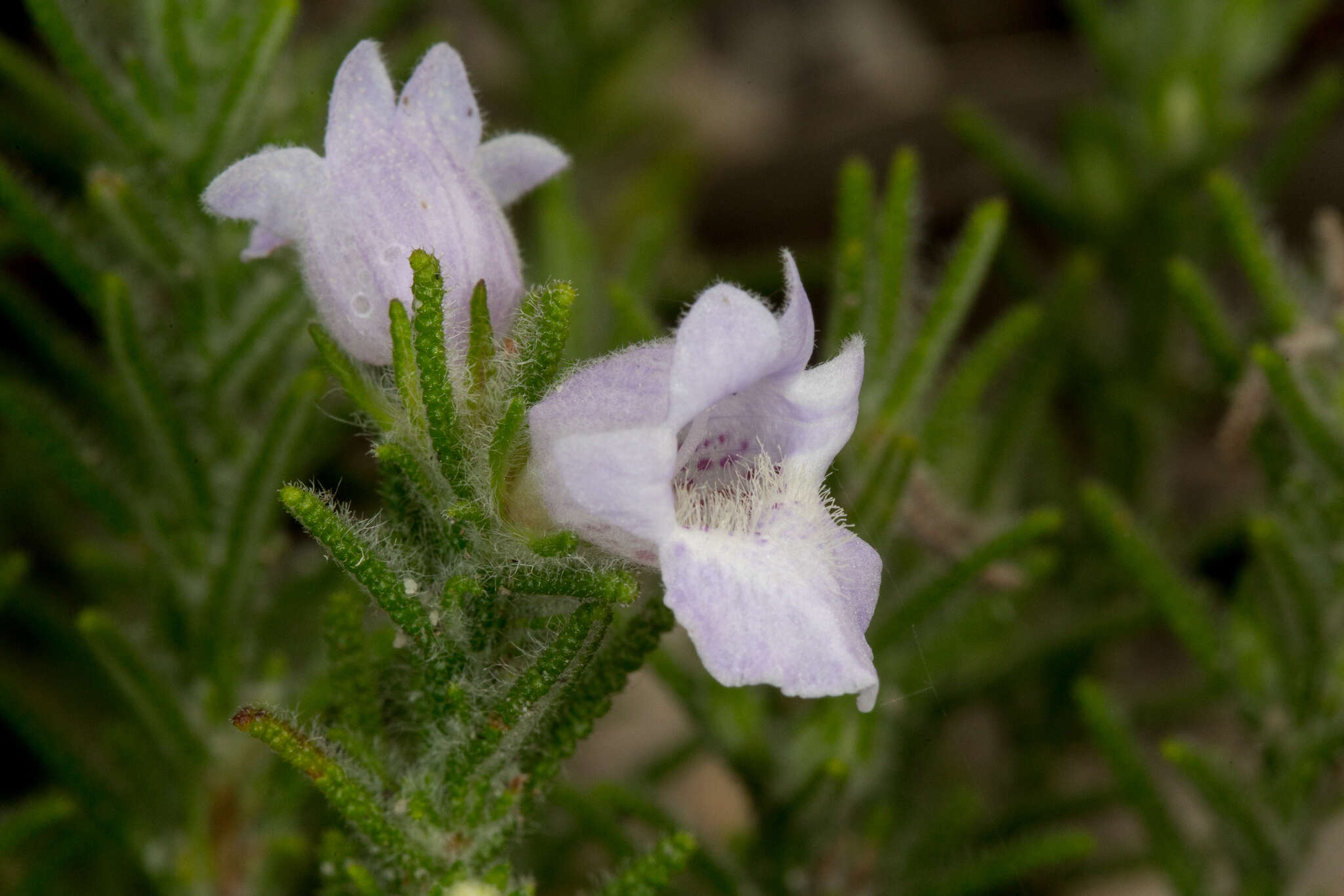 Image of Chloanthes