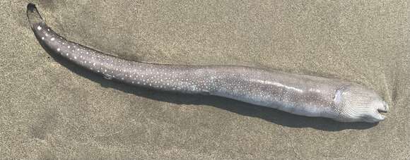 Image of Spottail moray