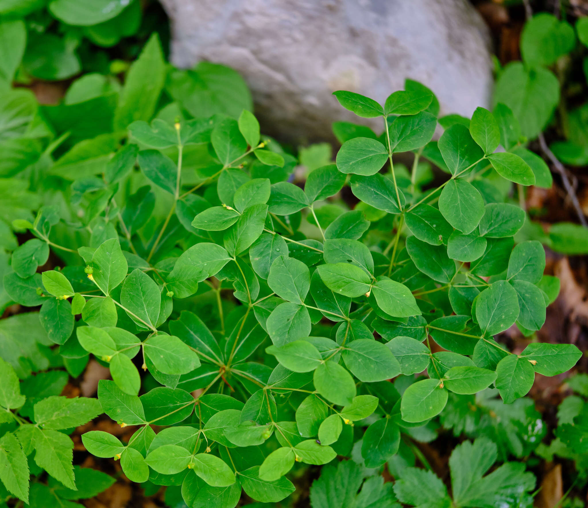 Image of Euphorbia carniolica Jacq.