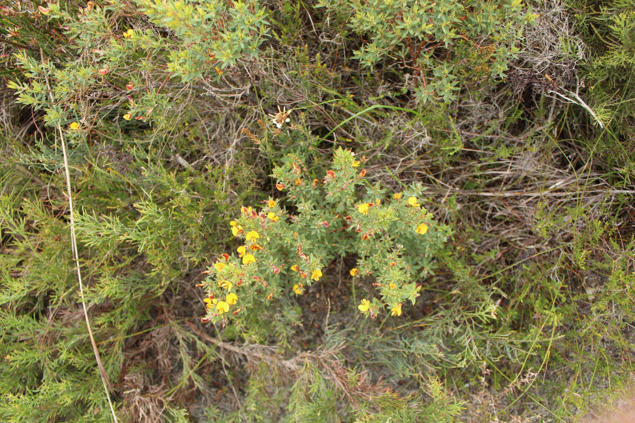 Image of Pultenaea reticulata (Sm.) Benth.