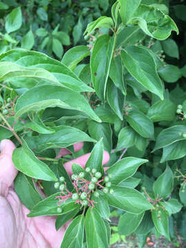 Image de Cornus drummondii C. A. Mey.