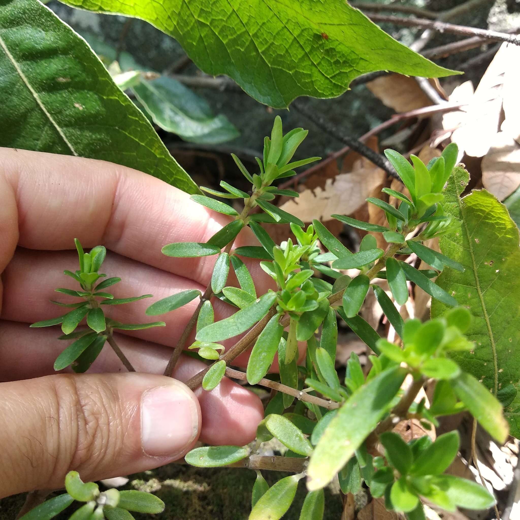 Image of Peperomia leptophylla Miq.