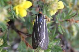 Image of Ctenucha cressonana Grote 1863