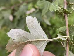 Image of Hawthorn Midget