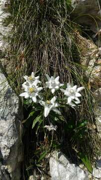 Image of Leontopodium nivale subsp. alpinum (Cass.) Greuter