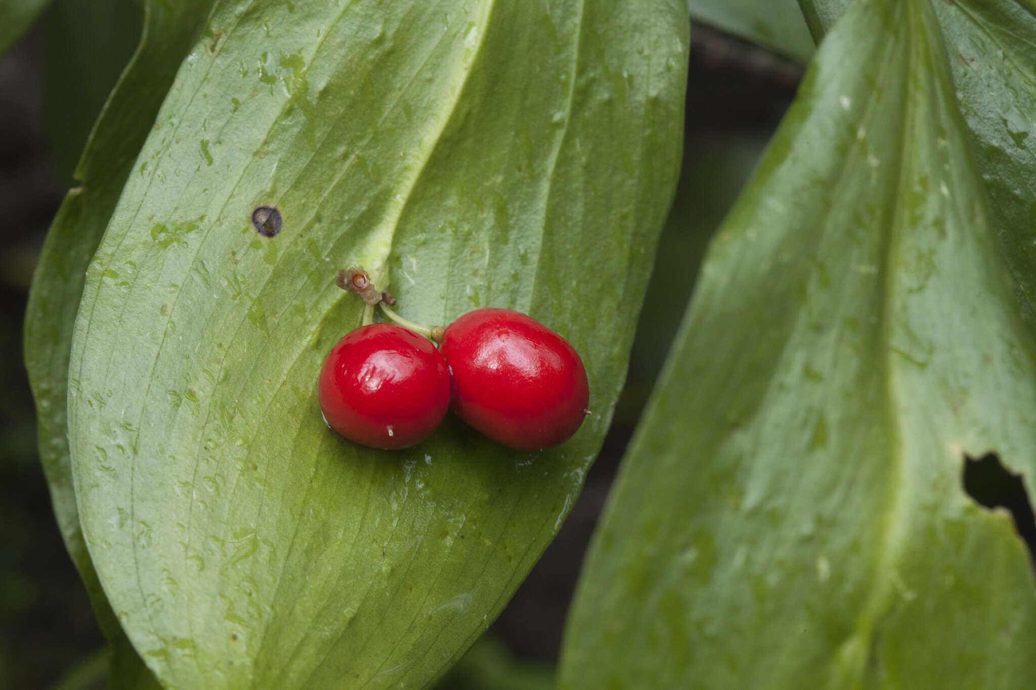 صورة Ruscus colchicus Yeo