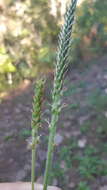 Image of Mexican plantain