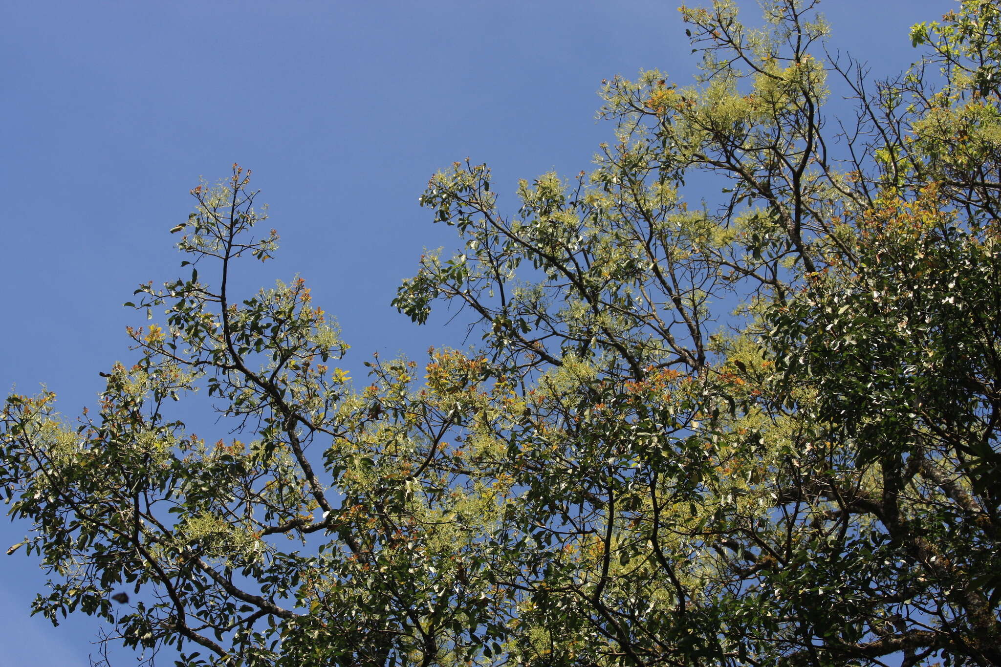 Image of Machilus macranthus Nees