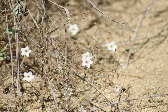 Imagem de Commicarpus brandegei (Standl.) Standl.