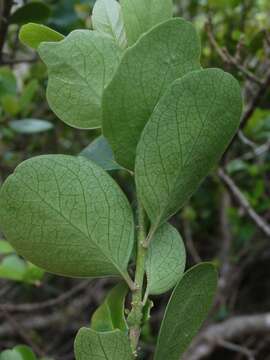 Melicytus venosus Courtney, Heenan, Molloy & de Lange resmi