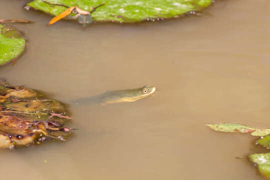 Image of Giant Snake-necked Turtle