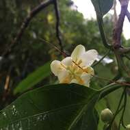 Image de Passiflora arborea Spreng.