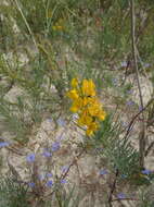 Image of Lebeckia ambigua E. Mey.