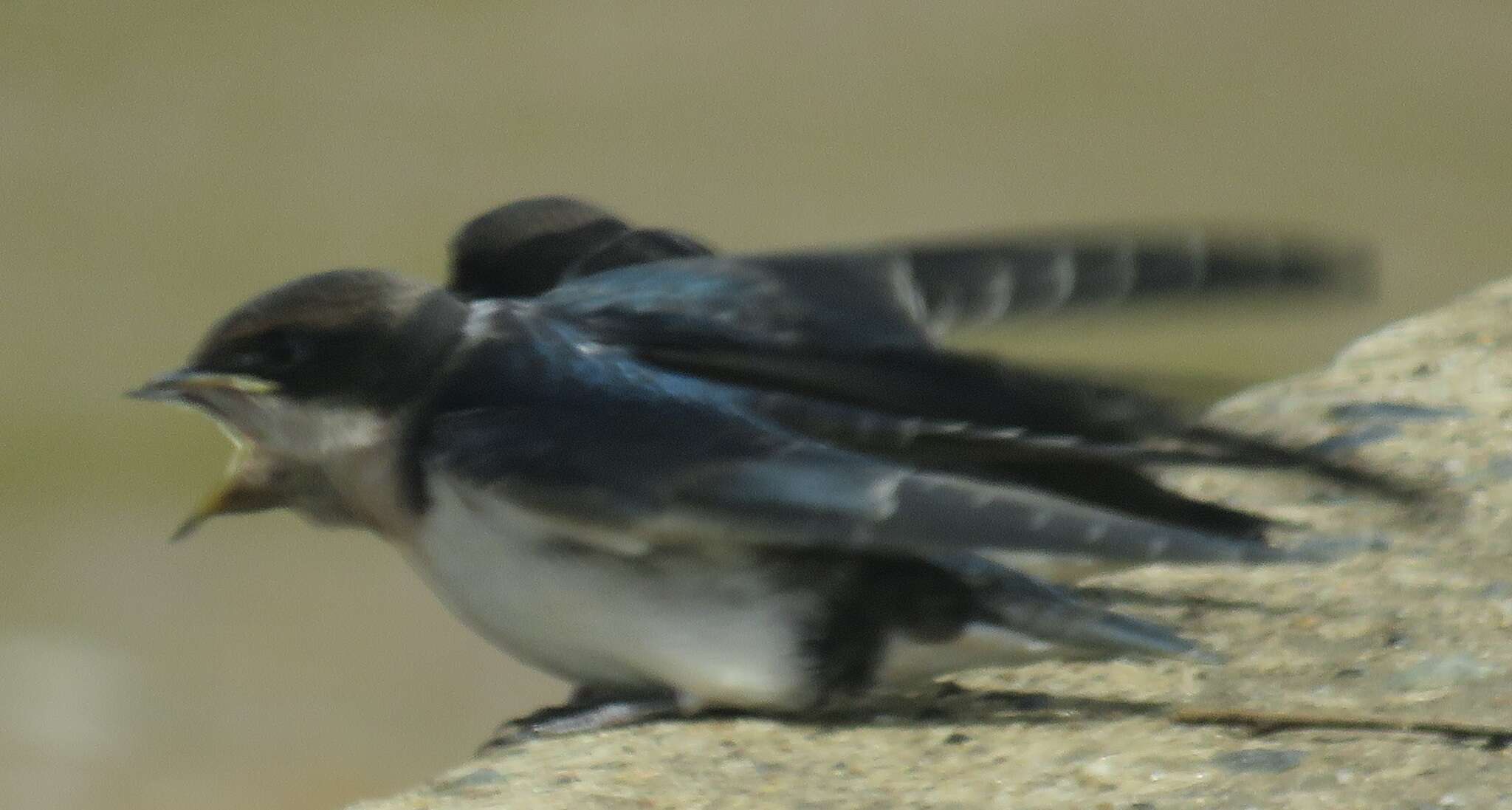 Image of Wire-tailed Swallow