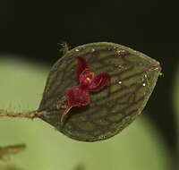 Image of Lepanthes aguirrei Luer