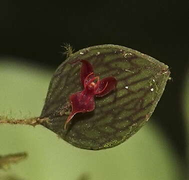 Image de Lepanthes aguirrei Luer