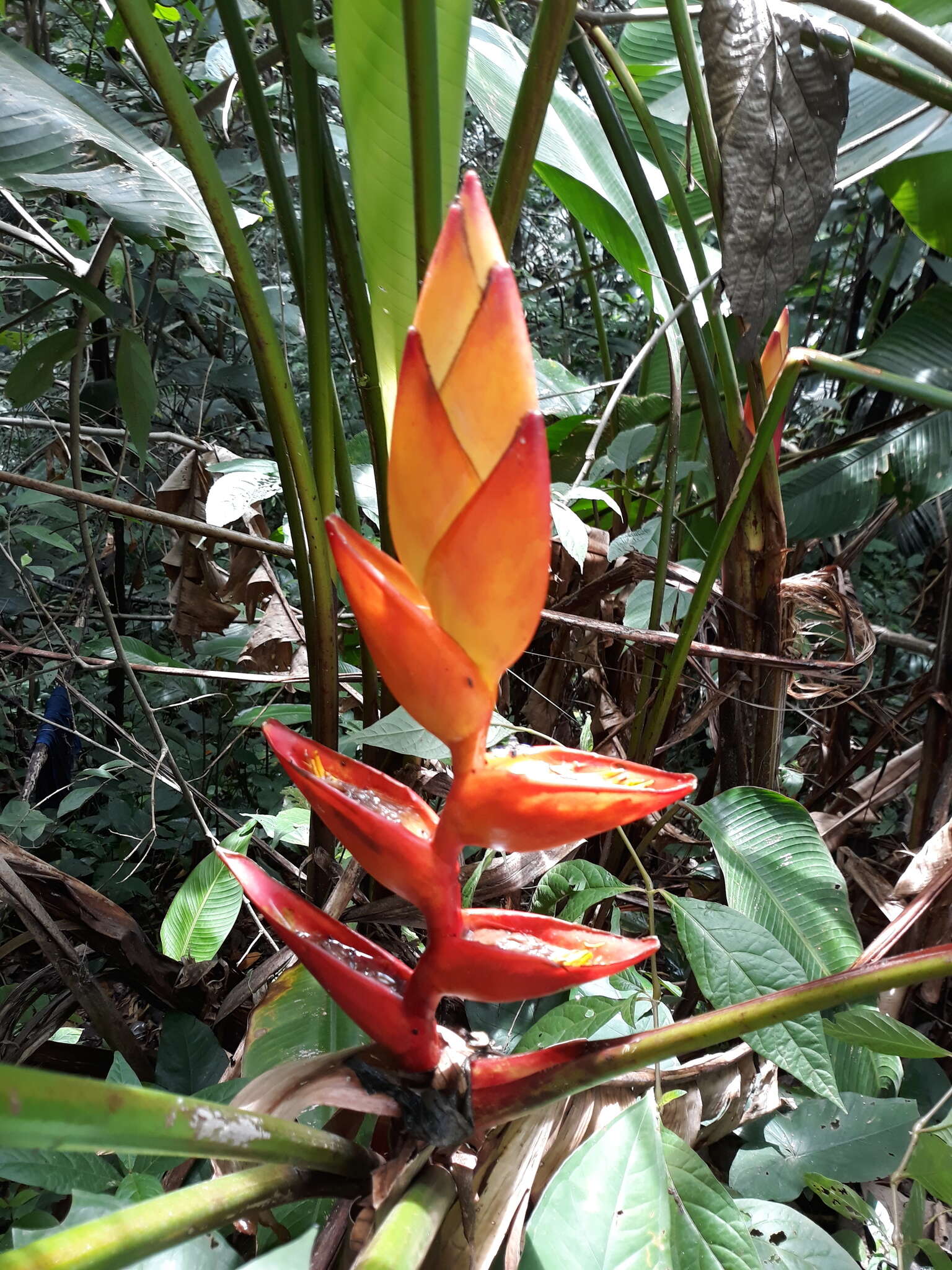 Image of Heliconia uxpanapensis C. Gut. Báez