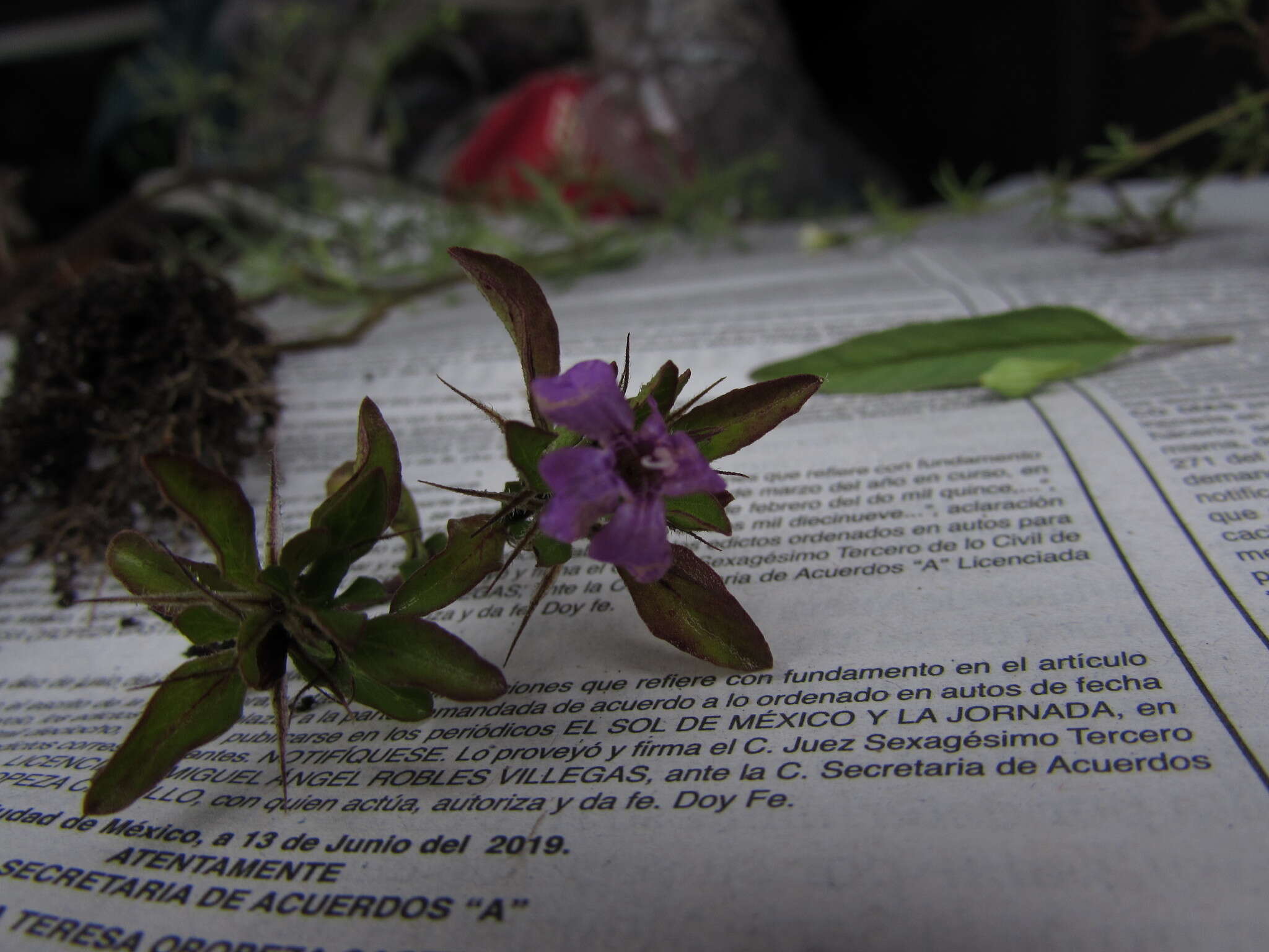 Dyschoriste capitata (Oerst.) Kuntze resmi