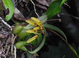 Image de Bulbophyllum retusiusculum Rchb. fil.