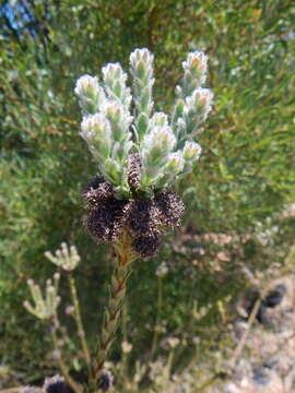 Image of Leucadendron thymifolium (Salisb. ex Knight) I. J. M. Williams