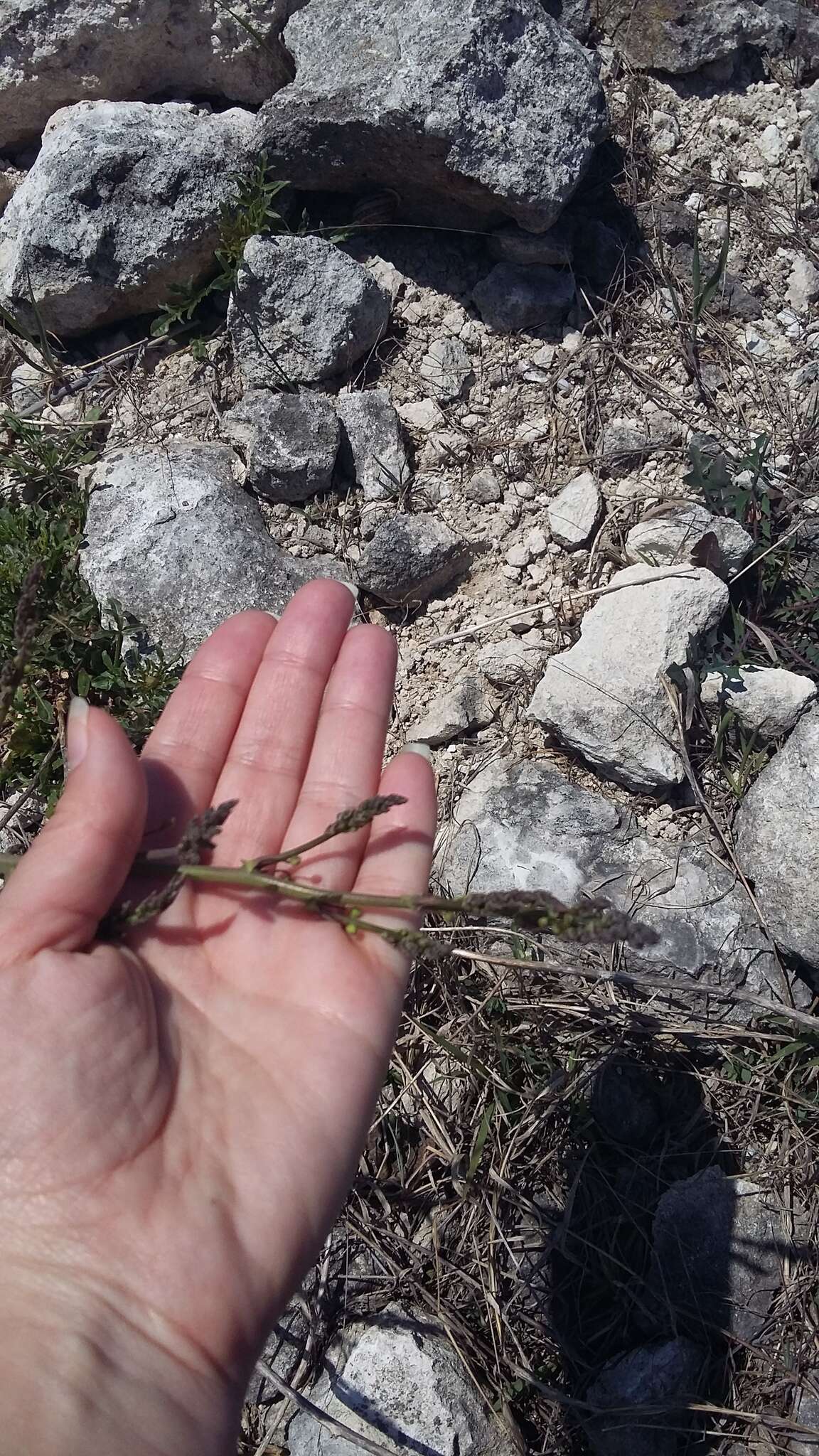 Image of Asparagus verticillatus L.