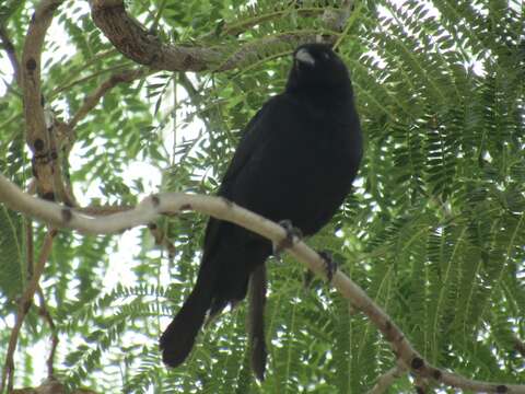 Molothrus rufoaxillaris Cassin 1866 resmi