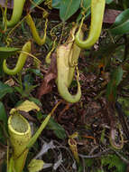 Image of Nepenthes chaniana C. Clarke, Chi. C. Lee & S. McPherson