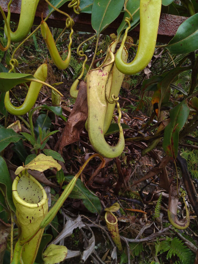 Image of Nepenthes chaniana C. Clarke, Chi. C. Lee & S. McPherson