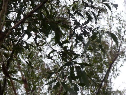 Image of Eucalyptus globoidea Blakely