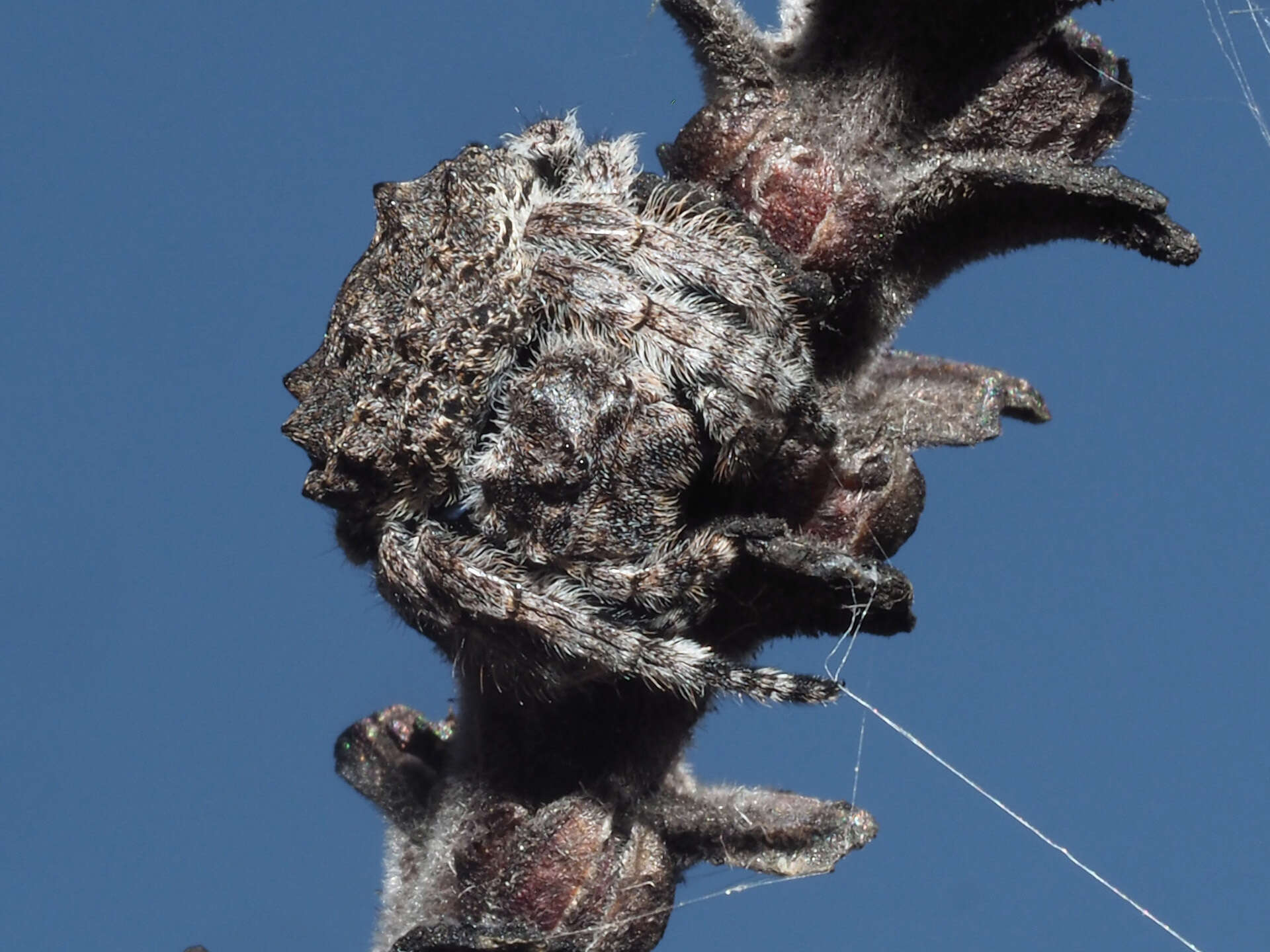 Image of Caerostris corticosa Pocock 1902
