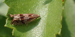 Image of Eucosma aspidiscana