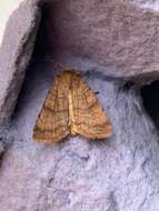 Image of six-striped rustic