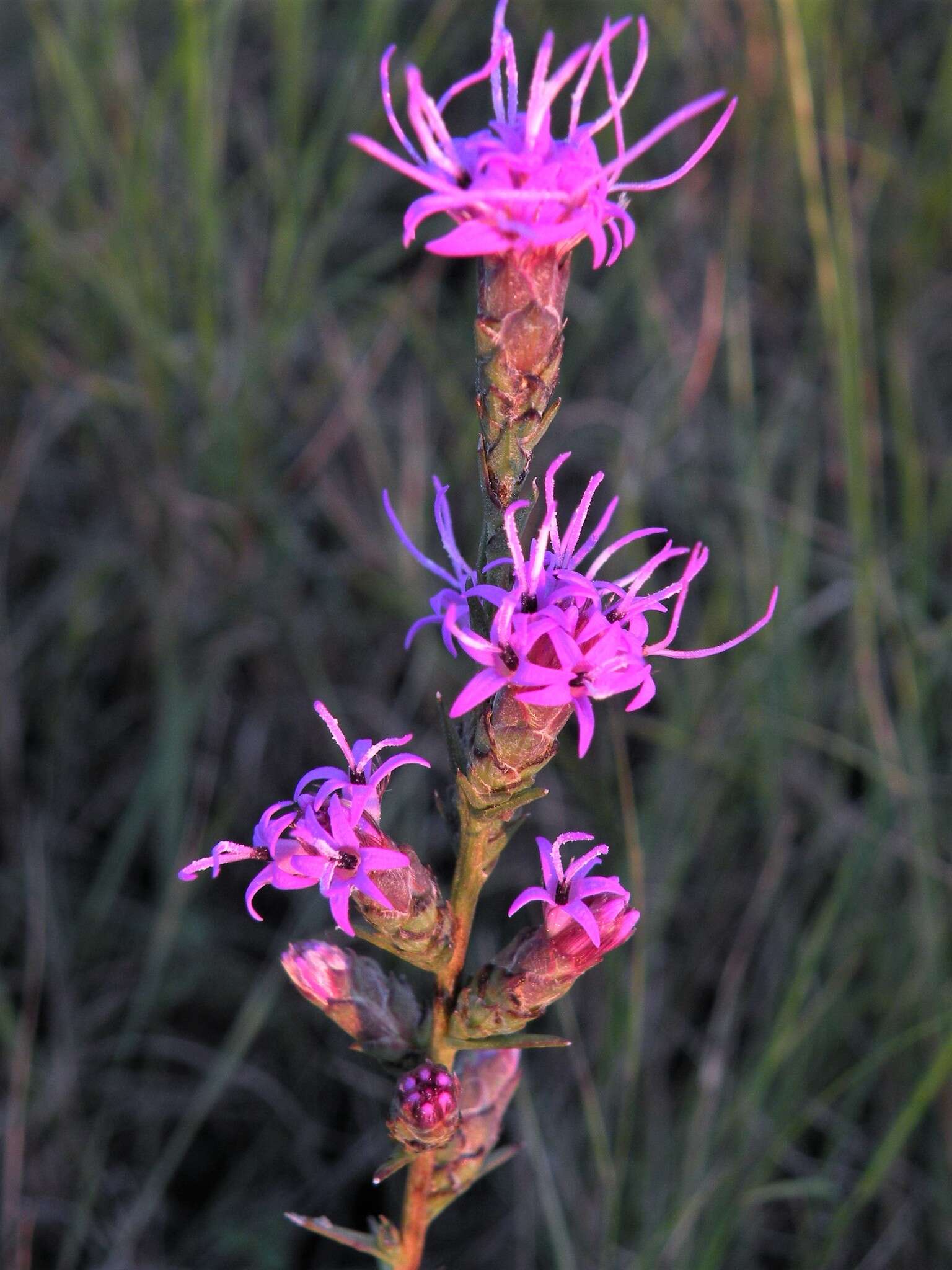 Слика од Liatris bracteata Gaiser