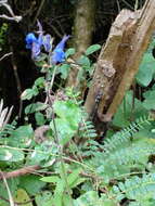 Salvia scutellarioides Kunth resmi