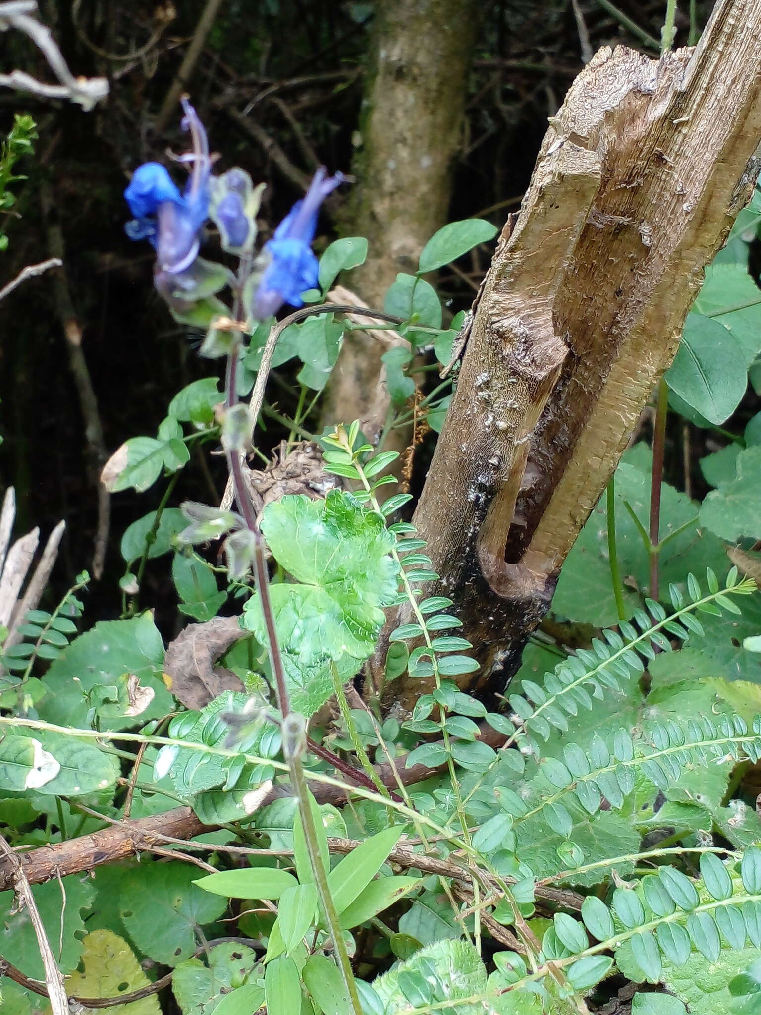 Sivun Salvia scutellarioides Kunth kuva