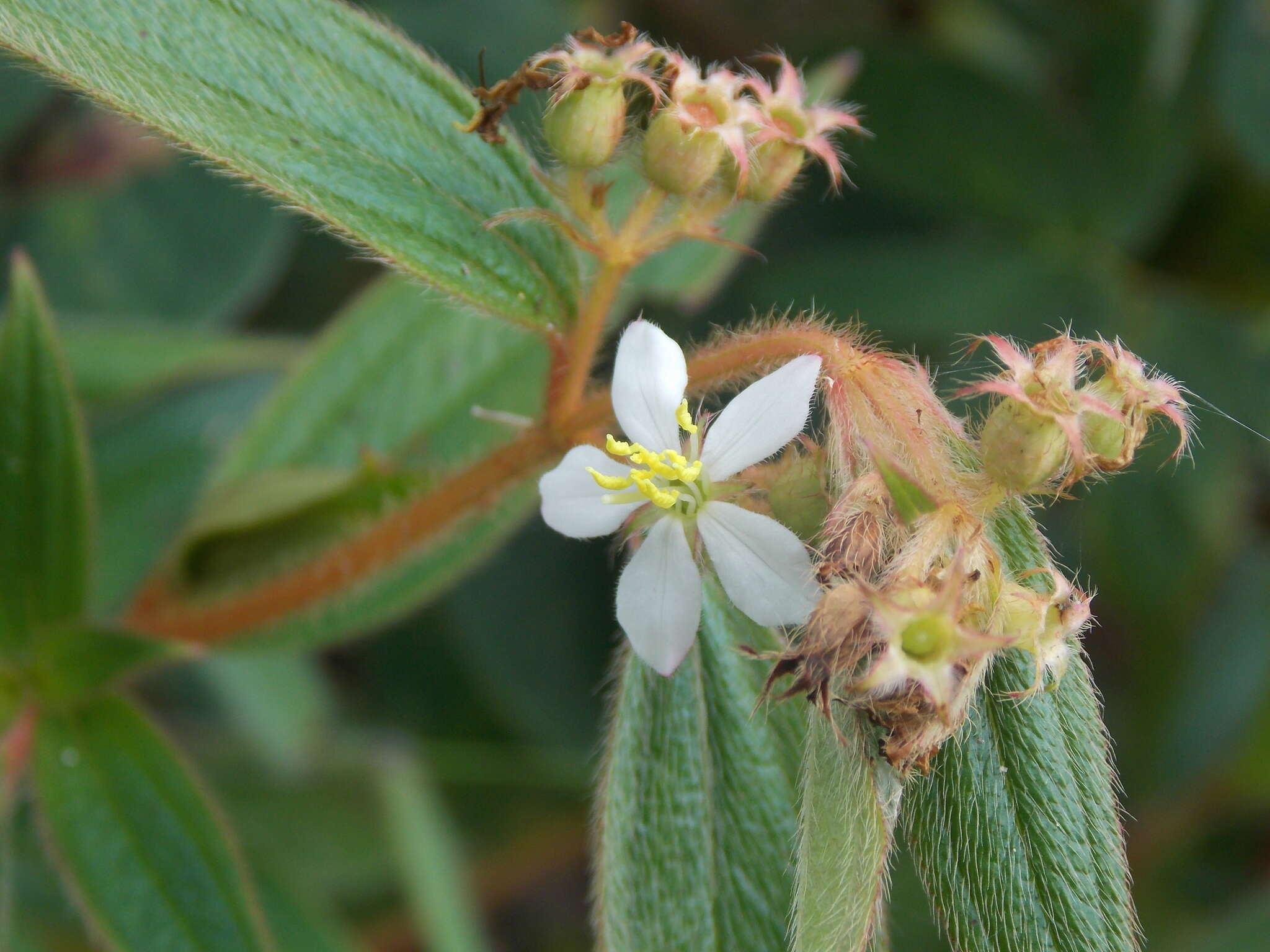 Pleroma longifolium (Vahl) Triana的圖片