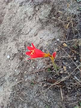 Image of Zephyranthes monantha