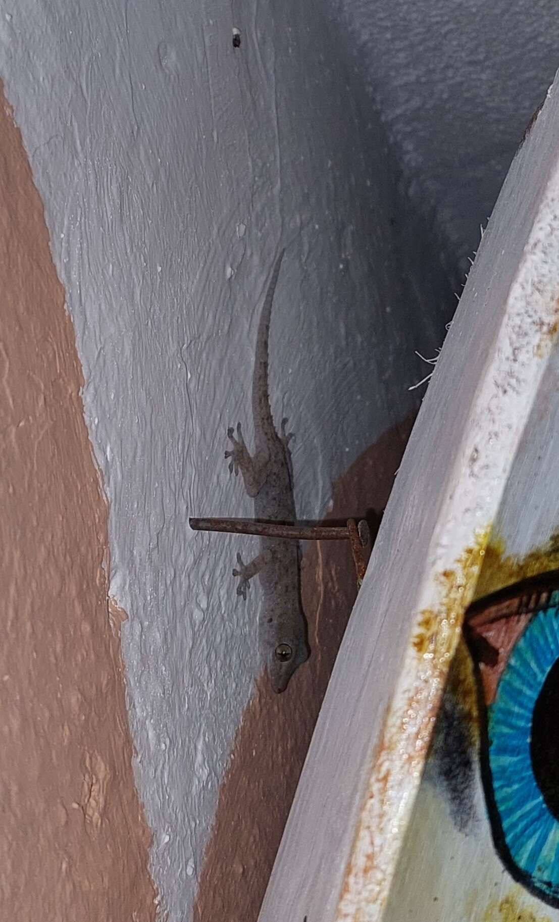 Image of Gomero Wall Gecko