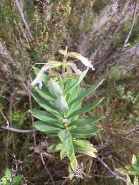 Imagem de Salvia leucodermis Baker