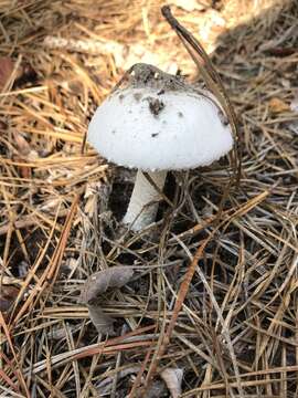 Image of Amanita longipes Bas ex Tulloss & D. T. Jenkins 1985