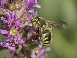 Image de Anthidium florentinum (Fabricius 1775)