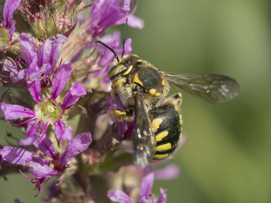 Image de Anthidium florentinum (Fabricius 1775)