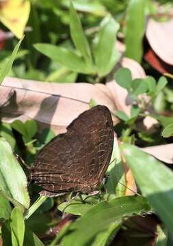 Image de Arhopala eumolphus (Stoll (1780))