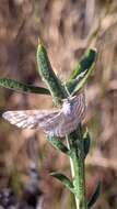 Image of Idaea sericeata