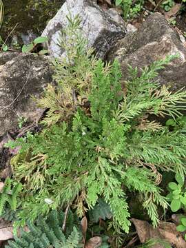 Image of Selaginella pallescens (C. Presl) Spring